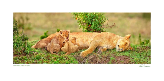 Lioness And Cubs, Botswana