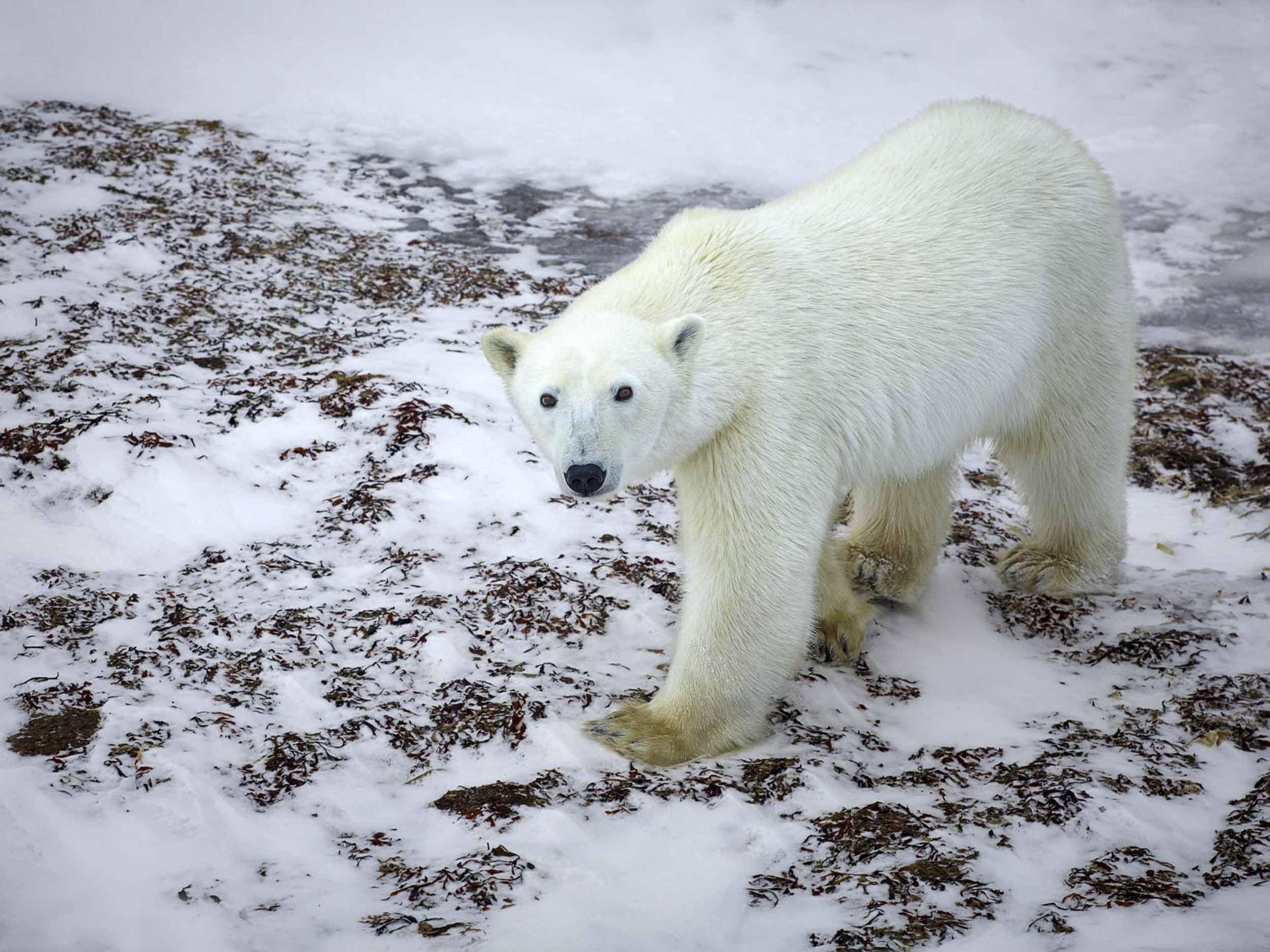 Polar King, Canada