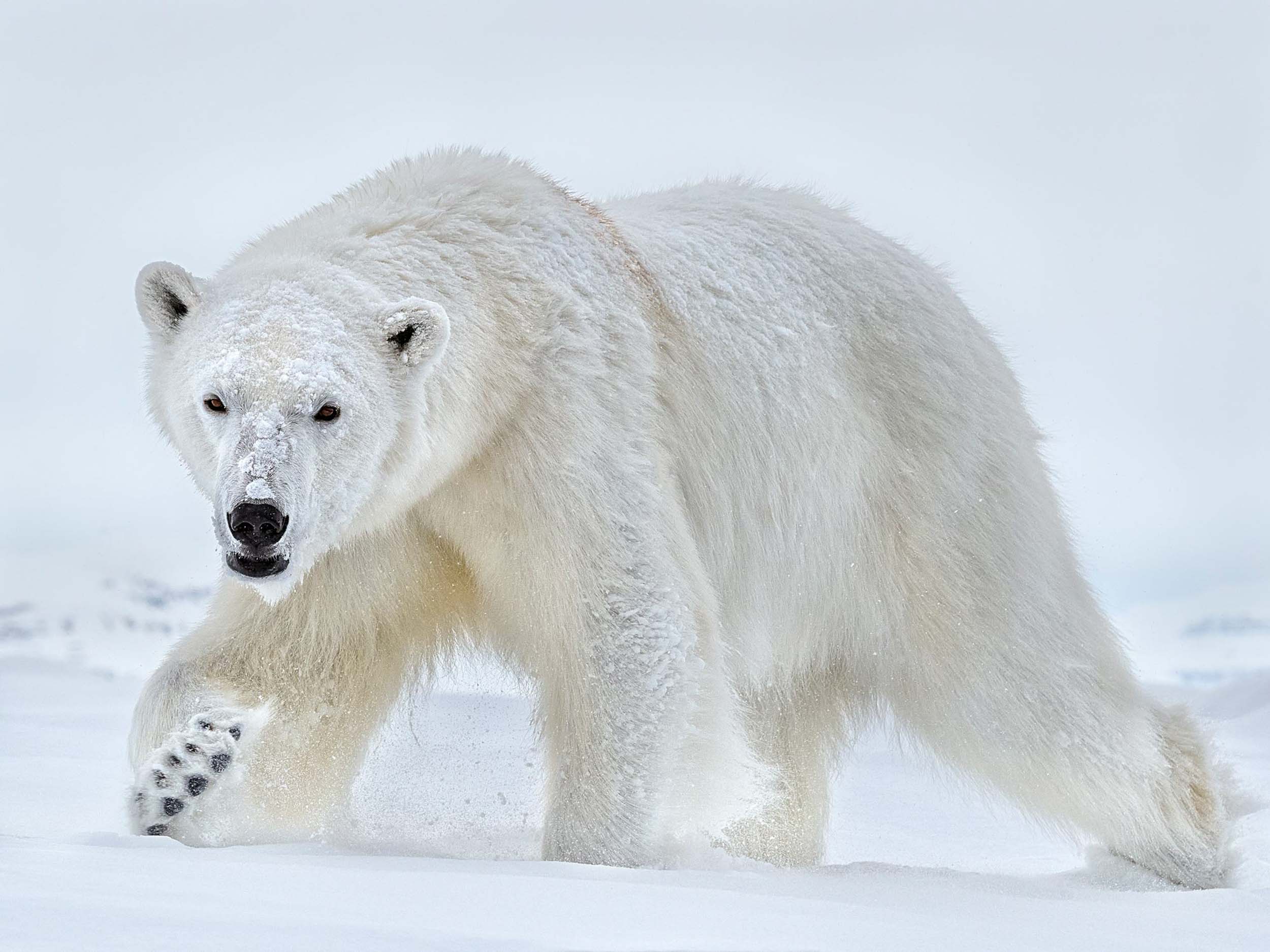 Polar Eyes