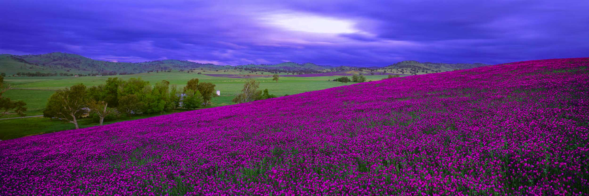 Wild Light, NSW