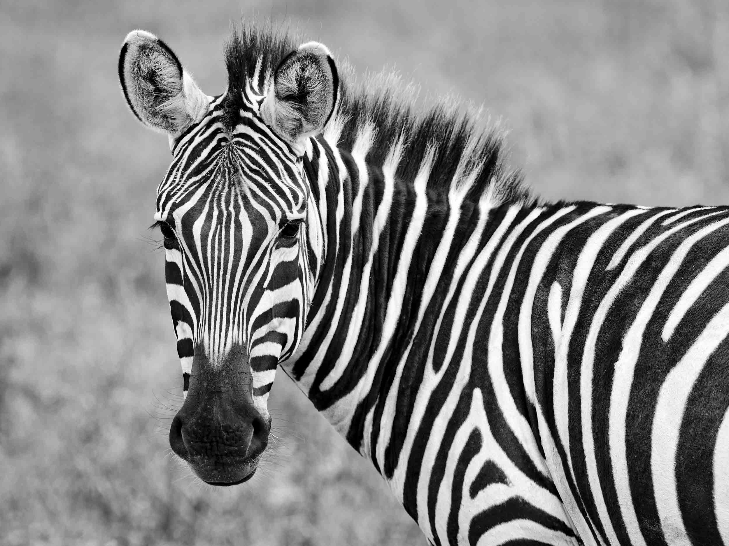 Stripes