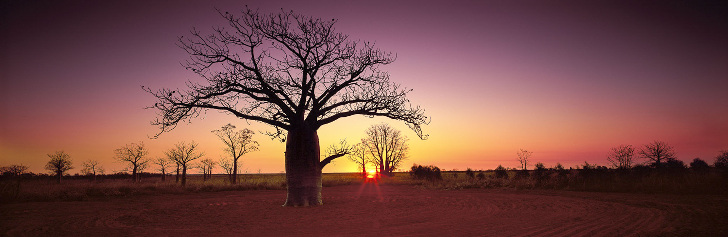 Boab Sunset, WA